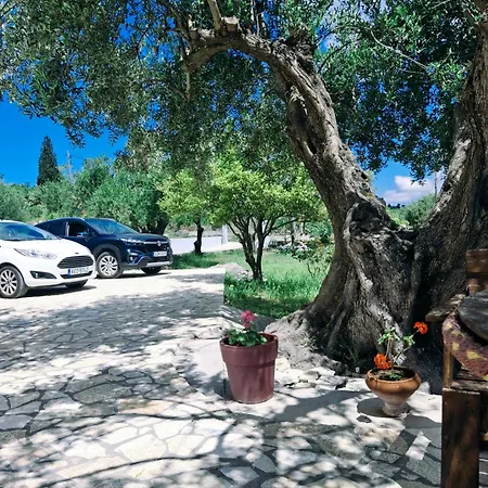 Olivo - *